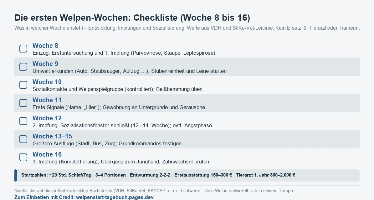 Checkliste der ersten Welpen-Wochen von Woche 8 bis 16 mit Entwicklungs-Meilensteinen, Impfterminen und Startzahlen zur Welpenhaltung